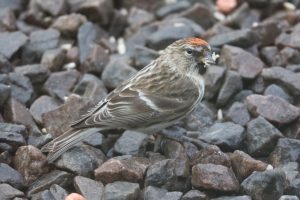 View larger photo: Female Redpoll feeding amongst gravel stones.