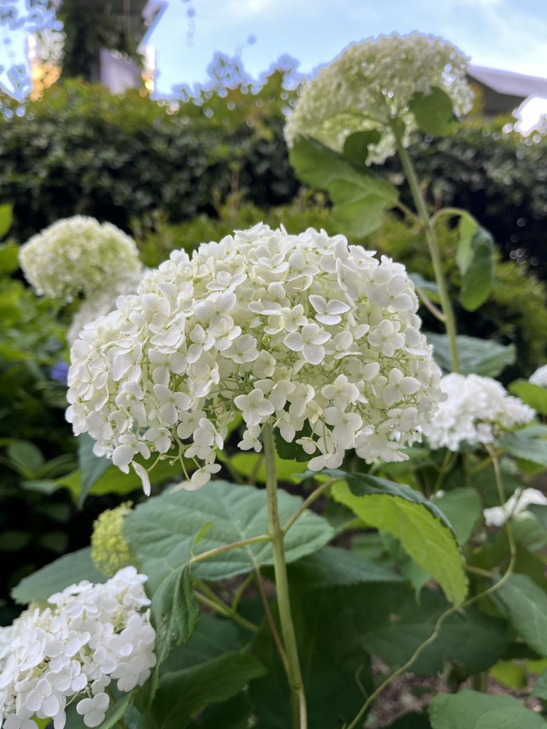 White hydrangea flower