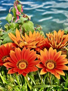 View larger photo: Dark orange and yellow coloured Gazania rigens aka treasure flower. From Zurich, Switzerland.