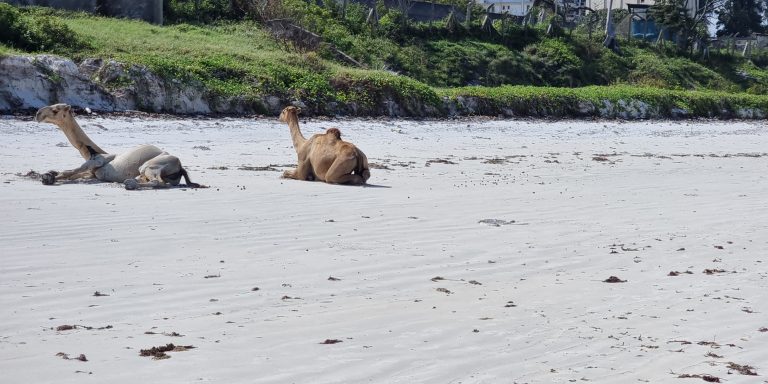 Two camels are lying down on a sandy beach with vegetation in the background.