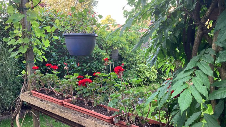 A lush garden with diverse green plants, trees, and dense foliage, illuminated by filtered sunlight. A wooden surface holds red geraniums in pots, with a hanging pot of greenery above.