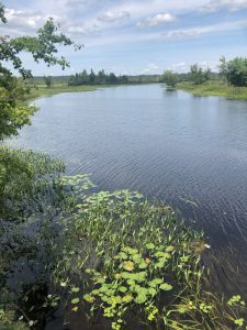 A calm river bordered by lush vegetation and trees, with lily pads and aquatic plants dotting the water in the foreground. A clear blue sky with scattered clouds stretches above the scene.