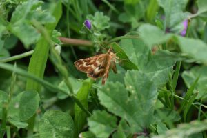 View larger photo: A brown-white moth resting on a leaf in the park.