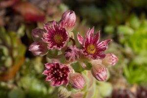 View larger photo: Close-up of a houseleek (hen and chicken) inflorescence (bot.: Sempervivum), you can clearly see every detail of the flowers.