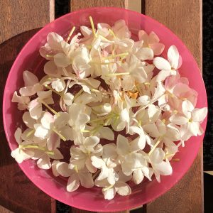 Jasmine flowers in a pink bowl, on a wooden table.