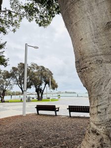  An image captured from behind the big tree which includes two brown benches and a taller road light.
