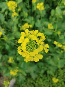 Close-up of a cluster of small, vibrant yellow flowers against a background of green foliage.