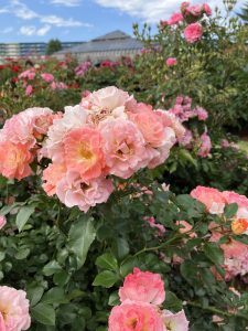 Pink roses on a rose bush 