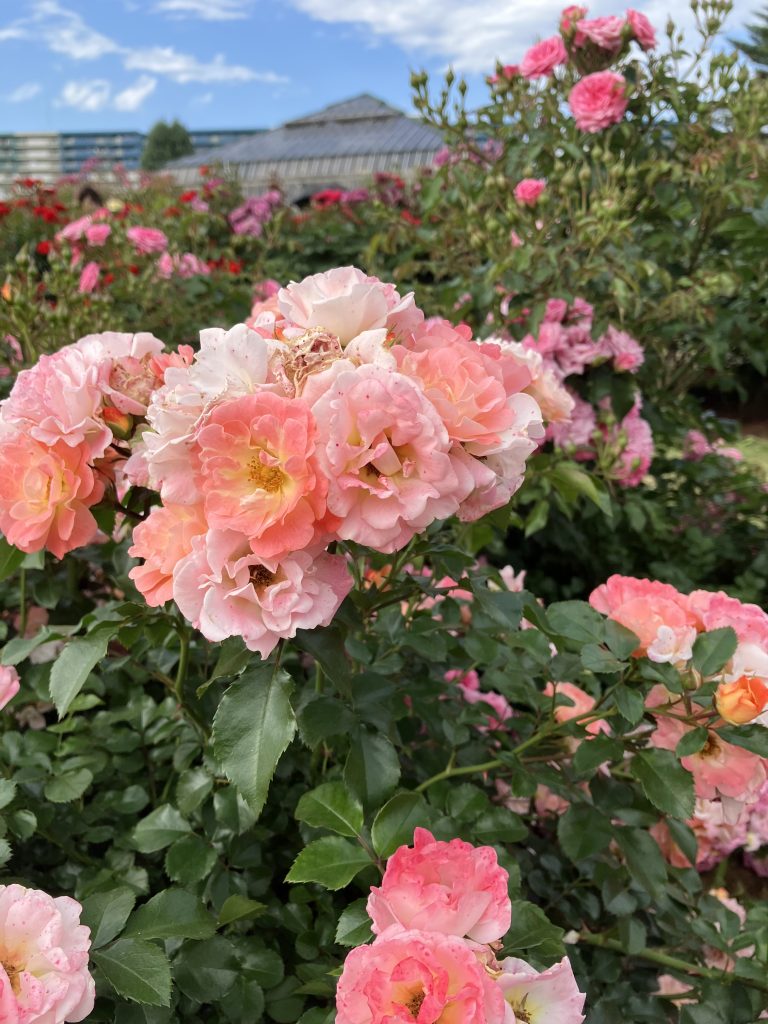 Pink roses on a rose bush