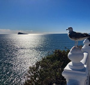 View larger photo: Silver gull on the Balcón del Mediterráneo, Benidorm, Spain