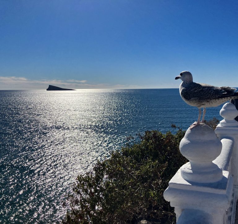 Silver gull on the Balcón del Mediterráneo, Benidorm, Spain