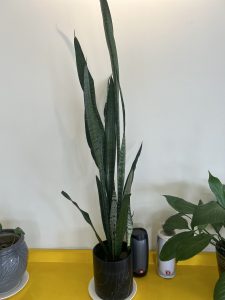 View larger photo: Dracaena trifasciata(Snake plant)