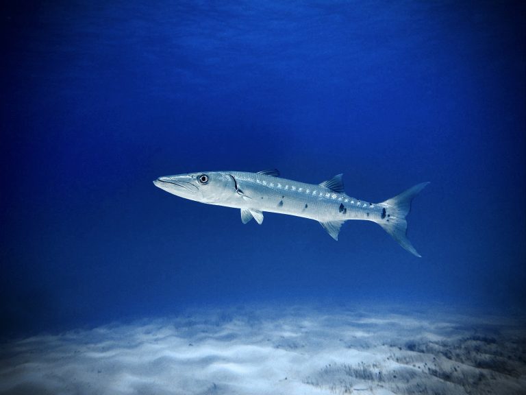 A lone barracuda, a predatory, ray-finned fish known for its fearsome appearance and ferocious behavior, slices through the azure waters at Tiger Beach, Bahamas. Viewed from slightly below, its elongated body and streamlined form are highlighted. The barracuda’s silver scales reflect ambient light as it glides over the rippling ocean floor.