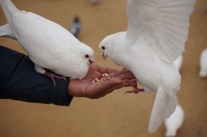 View larger photo: A person holding out their hand, feeding grain to two white pigeons, one perched on their hand and the other hovering in the air.