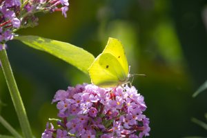 View larger photo: A Brimstone butterfly (Gonepteryx rhamni) on a Buddleja flower, against a blurry green background.