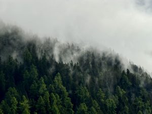 Trees on a mountain slope, partially covered by fog.