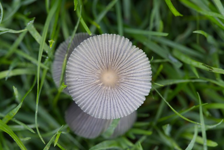 Top view of a mushroom in the lawn. Individual blades of grass are visible.