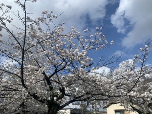 千葉県千葉市中央区　亥鼻公園の桜　/　cherry blossoms at inohana park, chuo-ku, chiba city, chiba prefecture