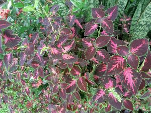 A cluster of coleus plants with dark purple and pink foliage, surrounded by other green plants. The leaves are variegated with bright pink veins and green edges.