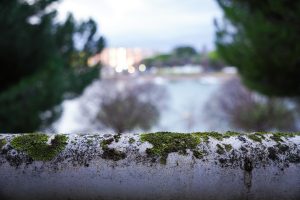 Close-up view of a metal railing covered in patches of moss and grime, with a blurred background featuring trees.