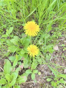 Common Dandelion Flowers 