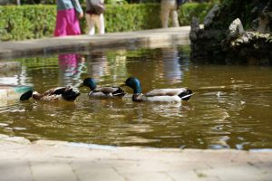 View larger photo: Three ducks with green heads swimming in a small pond. The surrounding area features greenery and a few blurred figures walking along a path in the background.