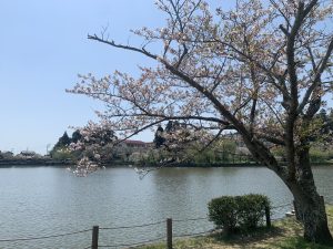 千葉県東金市　八鶴湖の湖畔の桜　/　Cherry blossoms by the lakeside of Lake Hachikaku, Togane City, Chiba Prefecture