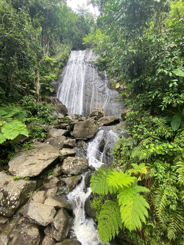 A waterfall cascades over a rocky cliff surrounded by lush green foliage and trees. Large rocks and ferns are visible near the base of the waterfall.