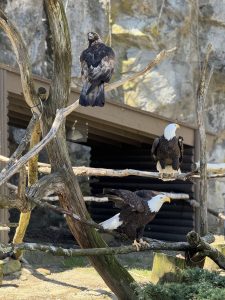 Three bald eagles each perched on different tree branches in an exhibit at Roger Williams Park Zoo.