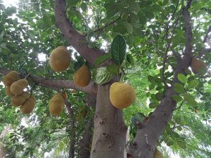 A view looking up at a jackfruit tree with multiple large, yellow-green jackfruits hanging from the branches amid green leaves.