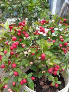 View larger photo: A potted plant with clusters of small, round red and pink fruits surrounded by green leaves. In the background, there is another plant with green fruits and additional greenery.