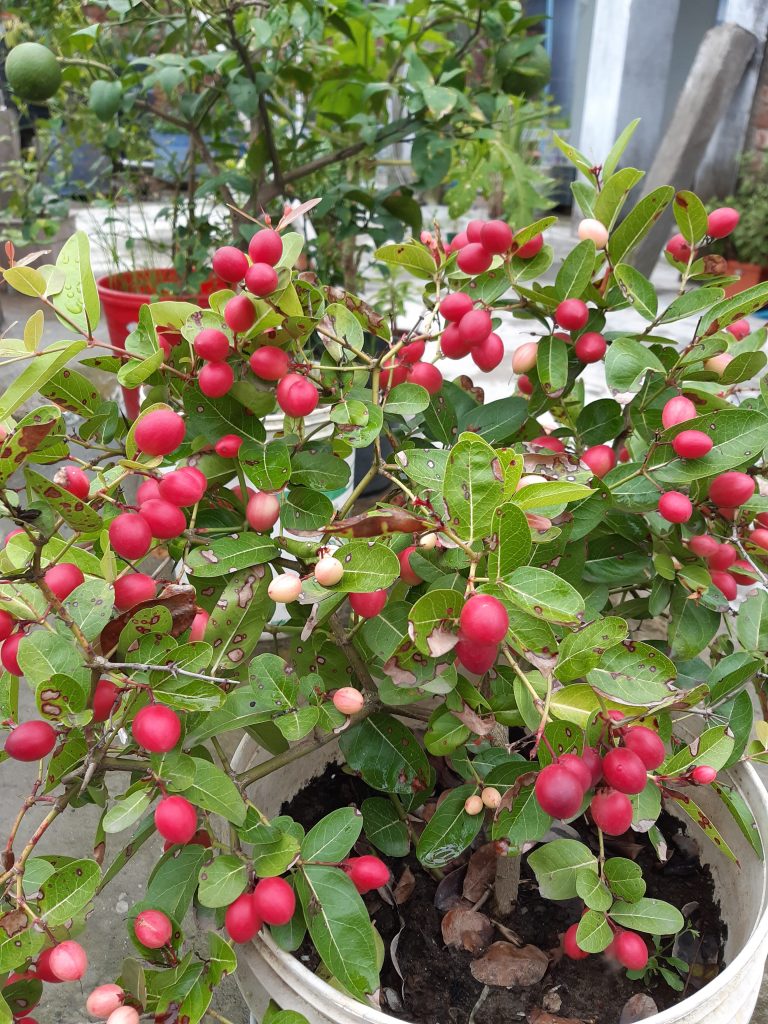 A potted plant with clusters of small, round red and pink fruits surrounded by green leaves. In the background, there is another plant with green fruits and additional greenery.