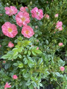 Portrait of pink colour rose flowers, leaves and buds. From Rhine waterfall, Switzerland. 