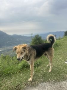 View larger photo: A dog with light brown and black fur stands on grass with a scenic mountainous landscape in the background. The sky is cloudy and the terrain appears lush and green.