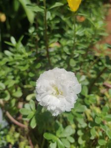 View larger photo: Close-up of a white flower with layered petals in a garden setting, surrounded by green foliage 