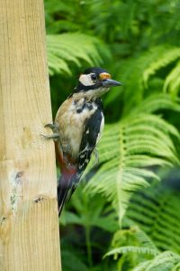 Portrait of a sitting great spotted woodpecker (Dendrocopos major) with ferns in the background.