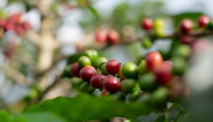A close-up image of ripe and unripe coffee cherries on a branch