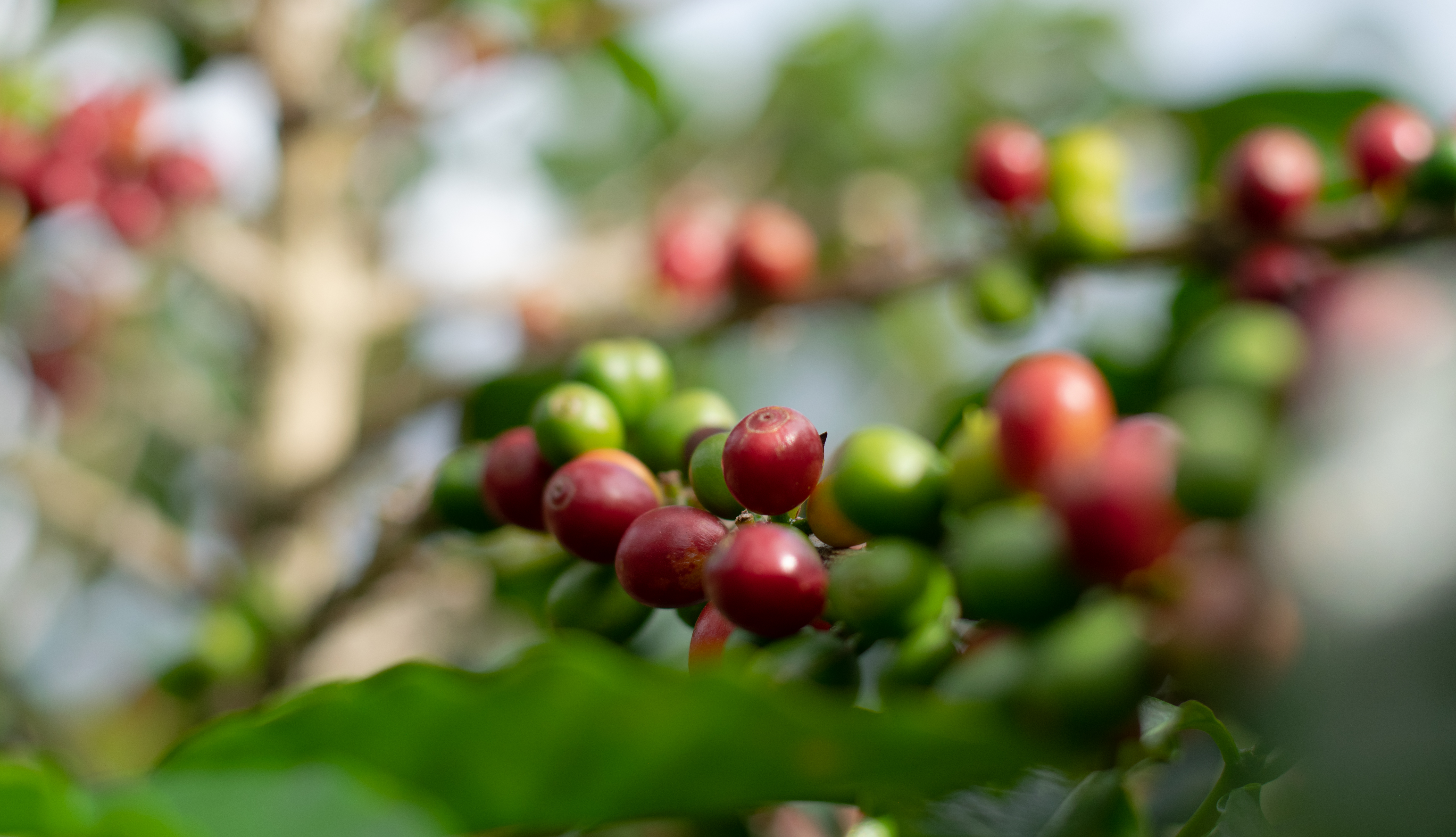 A close-up image of ripe and unripe coffee cherries on a branch