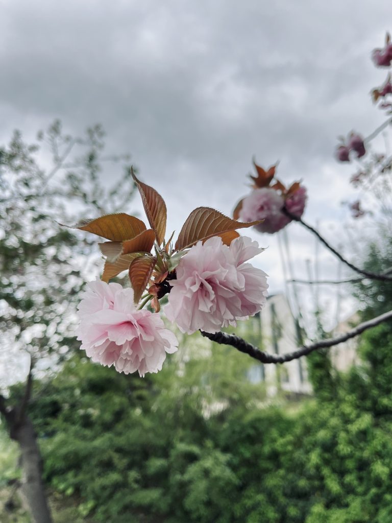 Close-up of pink cherry blossoms with brown leaves on a branch, set against a blurred background of green foliage and a cloudy sky.