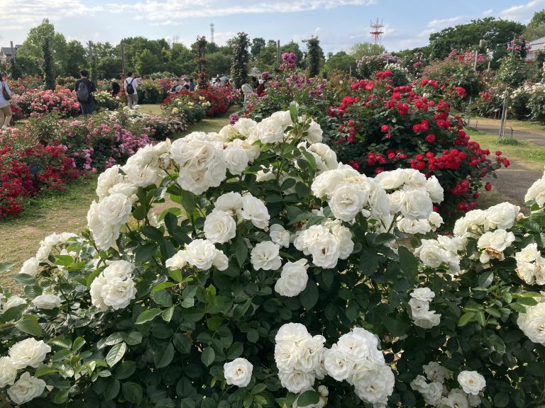 A vibrant garden scene with various flowering bushes, predominantly roses. In the foreground, there is a large bush of white roses. Around it, there are bushes with pink and red roses. Several people are seen walking and admiring the flowers in the background under a partly cloudy sky.