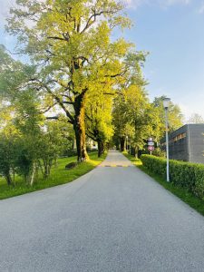 View larger photo: A tree lined road heading into the distance. Private sign on the right side of the photo.