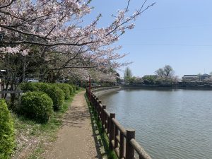 千葉県東金市　八鶴湖の湖畔の桜　/　Cherry blossoms by the lakeside of Lake Hachikaku, Togane City, Chiba Prefecture