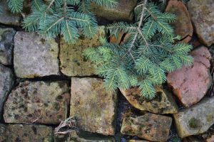 Green conifer tree branch. 