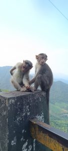 Two little monkeys are sitting on a cement fence post