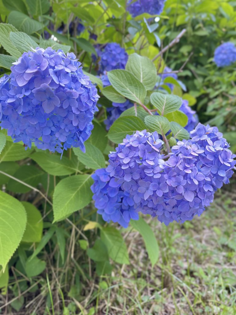 Close-up of vibrant blue and purple hydrangea flowers with green leaves in a garden setting.