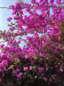 Beautiful Bougainvillea blooms in various shades of pink.