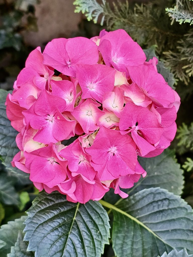 Pink colour Hydrangea followers. From Vienna, Austria.