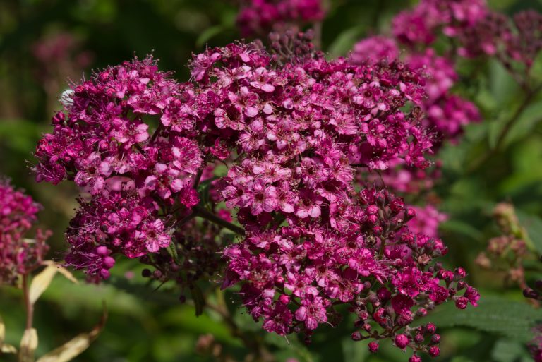 The pink inflorescence with many open flowers of a spirea bush (bot: Spirea japonica)