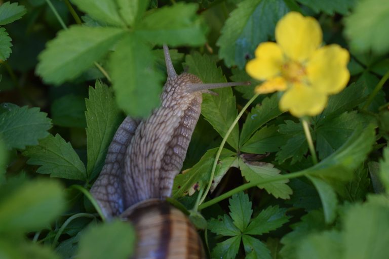 A snail in the garden with the green leaves.