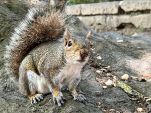 A close-up image of a grey squirrel with a bushy tail, standing on a tree root with a curious expression.